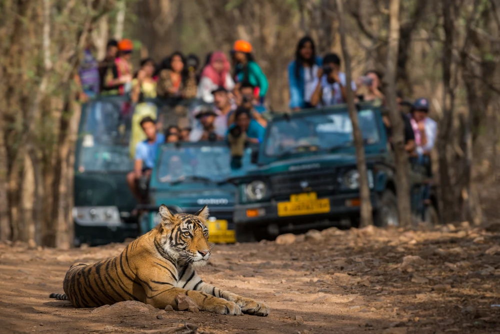 ranthambore